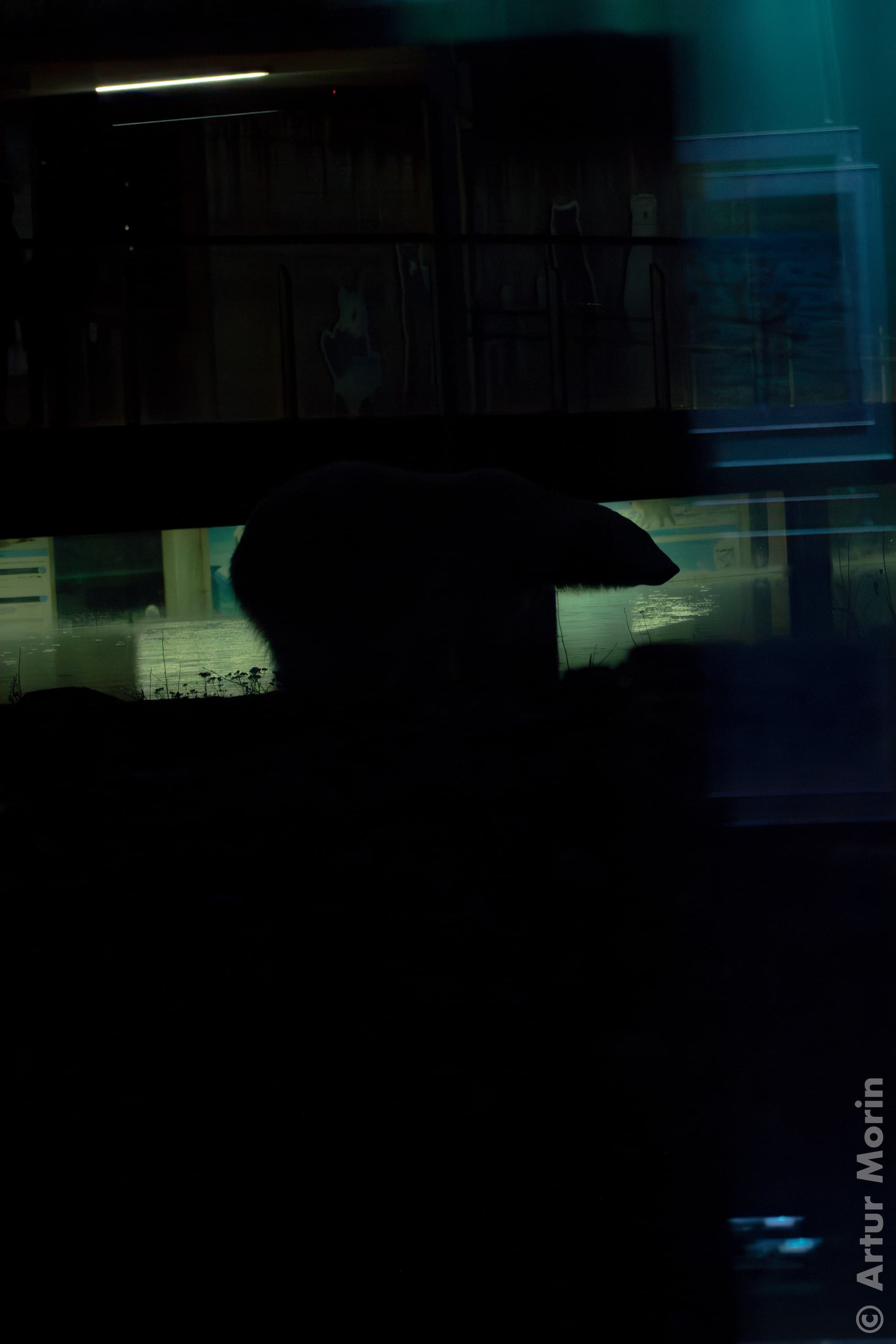 Apex predator portrait